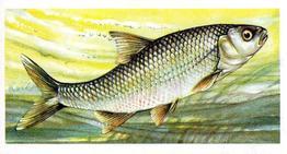 1973 Brooke Bond Freshwater Fish #7 Dace Front