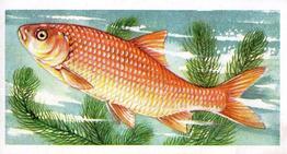 1973 Brooke Bond Freshwater Fish #8 Golden Orfe Front