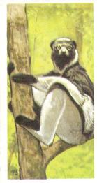 1973 Brooke Bond Wildlife In Danger #5 Indri Front