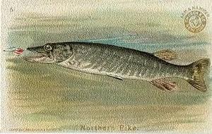 1900 Church & Co. Fish Series (J15) #5 Northern Pike Front