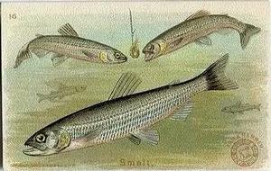 1900 Church & Co. Fish Series (J15) #16 Smelt Front