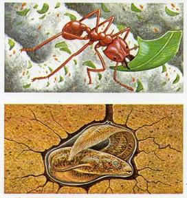1985 Brooke Bond Incredible Creatures (Sheen Lane address)(Double Cards) #7-8 Leaf-Cutting Ants / Lungfish Front
