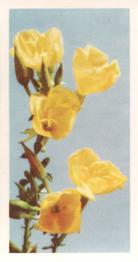 1955 Brooke Bond Wild Flowers #5 Evening Primrose Front