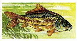 1960 Brooke Bond Freshwater Fish #5 Mirror Carp Front
