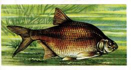 1960 Brooke Bond Freshwater Fish #10 Bronze Bream Front