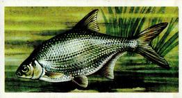 1960 Brooke Bond Freshwater Fish #11 Silver Bream Front