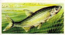 1960 Brooke Bond Freshwater Fish #12 Bleak Front