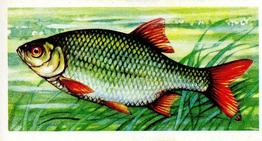 1960 Brooke Bond Freshwater Fish #14 Rudd Front