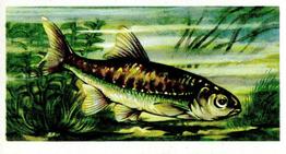 1960 Brooke Bond Freshwater Fish #16 Minnow Front