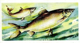 1960 Brooke Bond Freshwater Fish #20 Houting Front