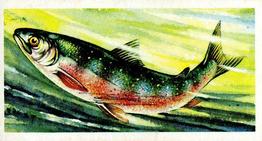 1960 Brooke Bond Freshwater Fish #21 Char Front