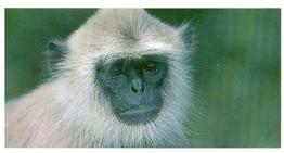 1992 Brooke Bond Natural Neighbours #3 Langur Monkey Front