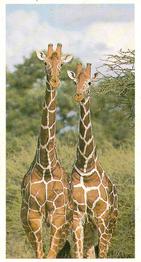 1992 Brooke Bond Natural Neighbours #18 Giraffe Front