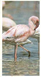 1992 Brooke Bond Natural Neighbours #19 Flamingo Front