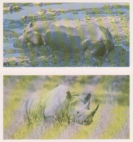 1992 Brooke Bond Natural Neighbours (Double Cards) #13-14 Hippopotamus / Black Rhino Front