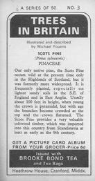 1973 Brooke Bond Trees in Britain #3 Scots Pine Back