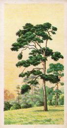 1973 Brooke Bond Trees in Britain #3 Scots Pine Front