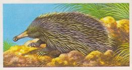 1986 Brooke Bond Incredible Creatures (Walton address with Dept IC) #4 Spiny Anteater Front
