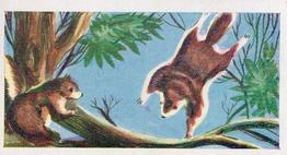 1961 Coopers Tea Strange But True #10 Flying Squirrels Front