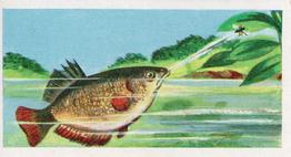 1961 Coopers Tea Strange But True #17 The 'Shot-Gun' Fish Front