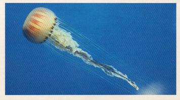 1985 Grandee The Living Ocean #4 Compass Jellyfish Front