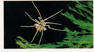 1985 Grandee The Living Ocean #7 Sea Spider Front
