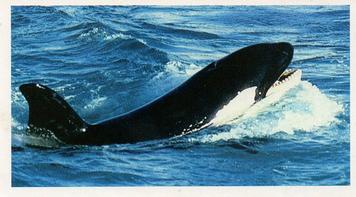 1985 Grandee The Living Ocean #30 Killer Whale Front