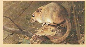 1982 Grandee British Mammals (Imperial Tobacco Limited) #1 Dormouse Front