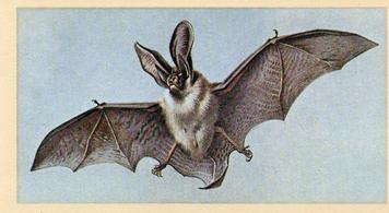 1982 Grandee British Mammals (Imperial Tobacco Limited) #2 Long-Eared Bat Front