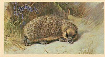 1982 Grandee British Mammals (Imperial Tobacco Limited) #3 Hedgehog Front
