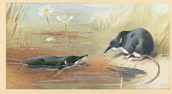 1982 Grandee British Mammals (Imperial Tobacco Limited) #5 Water Shrew Front