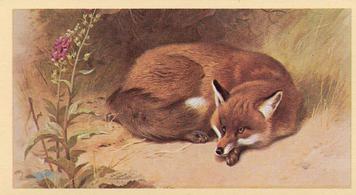 1982 Grandee British Mammals (Imperial Tobacco Limited) #7 Fox Front