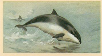 1982 Grandee British Mammals (Imperial Tobacco Limited) #29 Common Porpoise Front