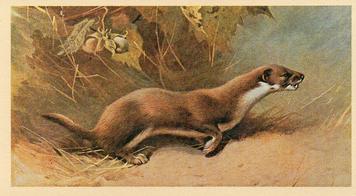 1982 Grandee British Mammals (Imperial Group plc) #16 Weasel Front