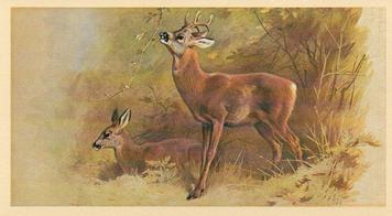 1982 Grandee British Mammals (Imperial Group plc) #19 Roe Deer Front