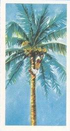 1955 Ceylon Tea Centre The Island of Ceylon #11 Coconuts Front