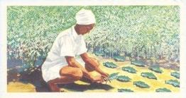 1955 Ceylon Tea Centre The Island of Ceylon #13 Planting Tea Front