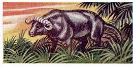 1954 Anonymous Animals of the World #4 Buffalo Front