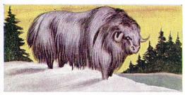1954 Anonymous Animals of the World #21 Musk Ox Front