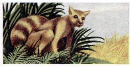 1954 Anonymous Animals of the World #23 Lemur Front