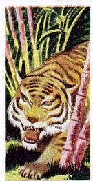 1954 Anonymous Animals of the World #24 Tiger Front