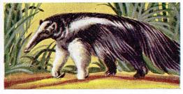 1954 Anonymous Animals of the World #25 Ant Eater Front