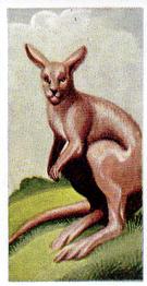 1954 Anonymous Animals of the World #30 Kangaroo Front