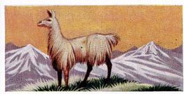 1954 Anonymous Animals of the World #32 Llama Front