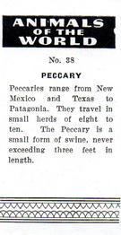 1954 Anonymous Animals of the World #38 Peccary Back