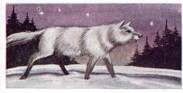 1954 Anonymous Animals of the World #44 Wolf Front