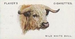1931 Player's Wild Animals' Heads #10 Wild White Bull Front