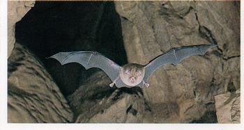 1984 Grandee Britain's Endangered Wildlife #1 Greater Horseshoe Bat Front