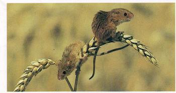 1984 Grandee Britain's Endangered Wildlife #4 Harvest Mouse Front