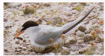 1984 Grandee Britain's Endangered Wildlife #20 Little Tern Front
